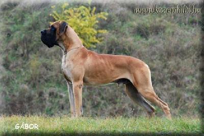 Cerberos KÖZÉPFÖDLI