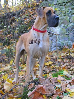 Santana Flosculi St. Franciscus