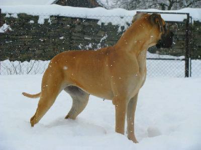 Santana Flosculi St. Franciscus