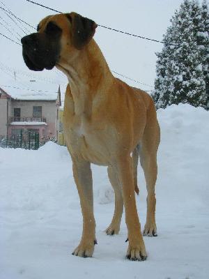 Santana Flosculi St. Franciscus