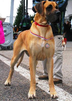 Santana Flosculi St. Franciscus