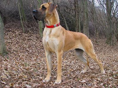 Santana Flosculi St. Franciscus