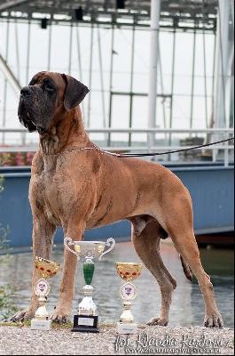 Ch Taurus-c Jag Sza (FCI)