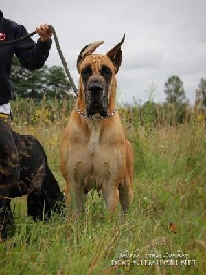 Manilla Fereira Flosculi St. Franciscus