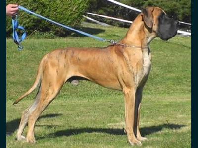 Caruso des terres de la rairie