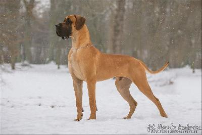 Ch Lut Szczescia z kuzni Napoleonskiej