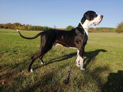 Aragon vom Elsterberg