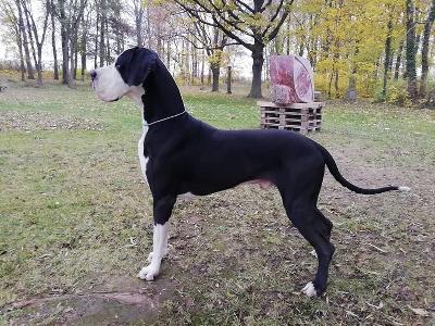 Aragon vom Elsterberg