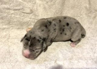 Xanter Von Schlesien