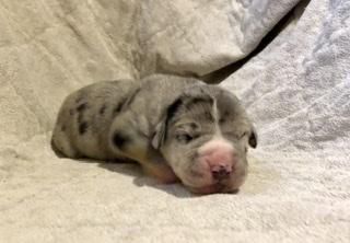 Xanter Von Schlesien