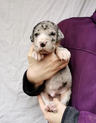 Xanter Von Schlesien