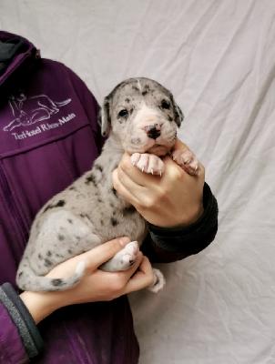 Xanter Von Schlesien