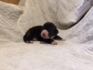 Xerxis Von Schlesien