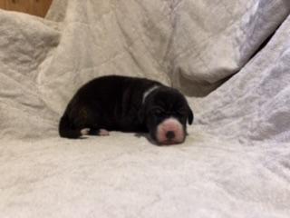 Xerxis Von Schlesien