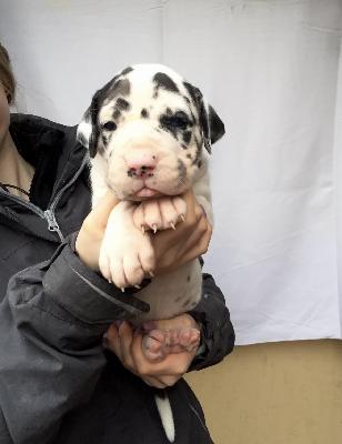 Xelina Von Schlesien