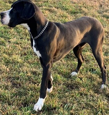 Jamaika Of Love Generation