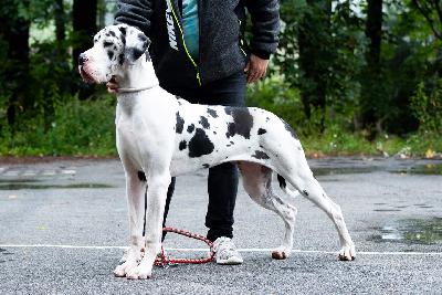 Je taime Of Love Generation