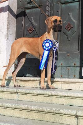 Ch Ninci van `t Broekske