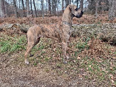 Nisa of Gonilly van`t BRÖKSKE