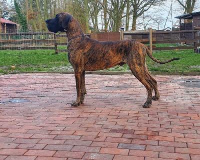 Ch Fabian Warrior Queen FCI