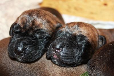 Kylo vom Hause Rawert