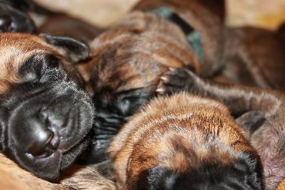 Kafka vom Hause Rawert