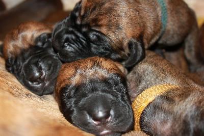 Kayana vom Hause Rawert