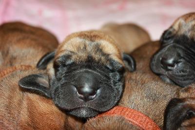 Kishu vom Hause Rawert