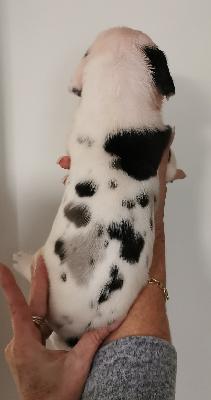 Falco Von Siedlinghausen