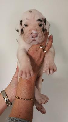 Freddy Von Siedlinghausen