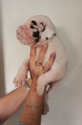 Freddy Von Siedlinghausen