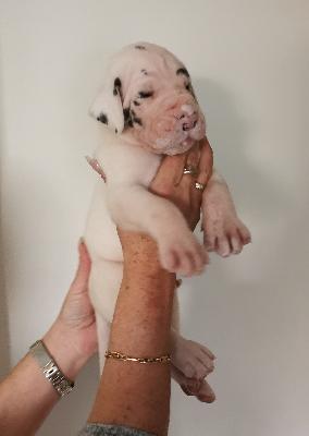 Freddy Von Siedlinghausen