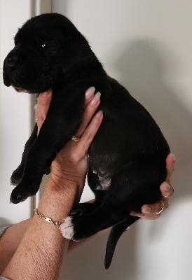 Fernando Von Siedlinghausen