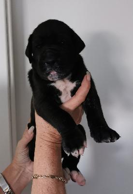 Finley Von Siedlinghausen