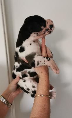 Flower Power Von Siedlinghausen