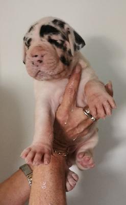 Fine Von Siedlinghausen