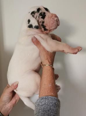 Fine Von Siedlinghausen