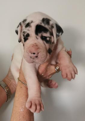 Fine Von Siedlinghausen