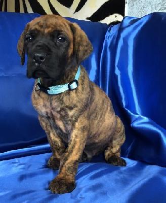 Xaver VON DER WOLFSHÖHLE