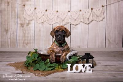 Xaver VON DER WOLFSHÖHLE