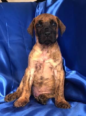 Xavien-Levin VON DER WOLFSHÖHLE