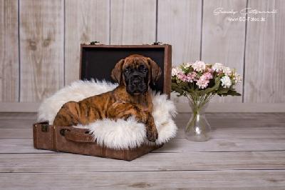 Xavien-Levin VON DER WOLFSHÖHLE