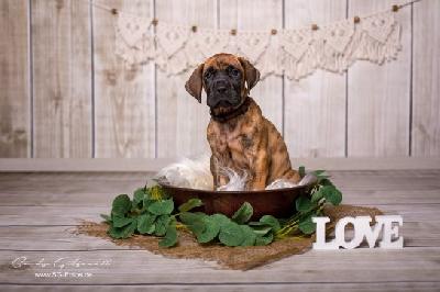 Xeron Prinz VON DER WOLFSHÖHLE