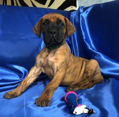 X-Calibur VON DER WOLFSHÖHLE