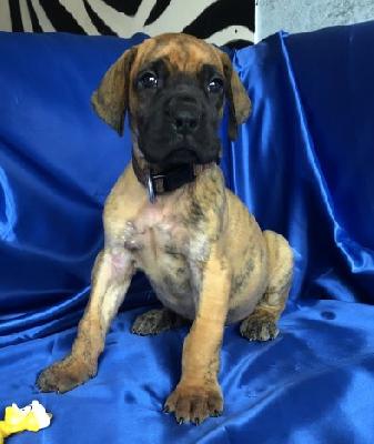 Xavier VON DER WOLFSHÖHLE