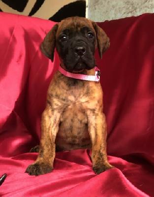 X-trawurst VON DER WOLFSHÖHLE