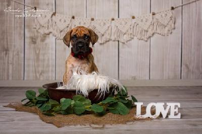 X-trawurst VON DER WOLFSHÖHLE