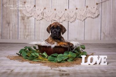 Xtra 4 you VON DER WOLFSHÖHLE