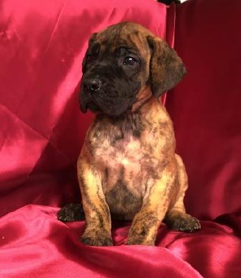 XTC VON DER WOLFSHÖHLE