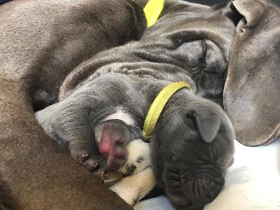 Luftikus Vom Hause Wagner